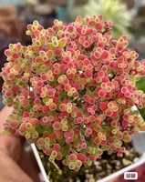 Combinaisons et ensembles de plantes succulentes écologiques, boules de citron grappées Aizoaceae 5-6cm pour la décoration de jardin et de bonsaï à domicile