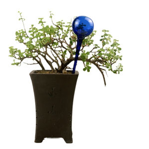 Arrosoir en verre magique de la personne paresseuse - Product Image 6