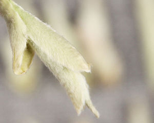 <span class=keywords><strong>Ya</strong></span> <span class=keywords><strong>Bao</strong></span>ยูนนานชาขาวBuds Dark - Product Image 5