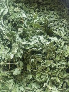 Nouvelle récolte thé aux herbes chinoises 100% feuilles de menthe naturelle feuilles de menthe poivrée séchées en vrac 15KG/Carton - Product Image 5