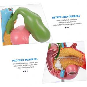 Model Pancreas, Duodenum, dan Kandung Empedu Manusia Ukuran Asli KyrenMed dengan Pembuluh Darah & Saraf - Product Image 6