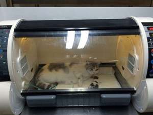 Incubadora para Mascotas Recién Nacidas, Equipo para Perros y Gatos, Gran Venta - Product Image 4