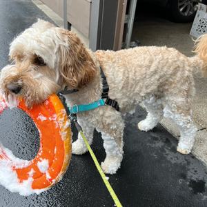 Produttore all'ingrosso cane interattivo all'aperto disco volante morso giocattoli per animali domestici durevole masticare animali domestici gioco di addestramento per animali domestici giocattolo per cani - Product Image 6
