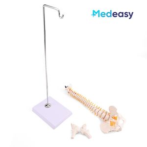 Modelo <span class=keywords><strong>de</strong></span> <span class=keywords><strong>columna</strong></span> <span class=keywords><strong>vertebral</strong></span> humana <span class=keywords><strong>de</strong></span> 45CM, modelo <span class=keywords><strong>de</strong></span> <span class=keywords><strong>esqueleto</strong></span> <span class=keywords><strong>de</strong></span> <span class=keywords><strong>columna</strong></span> <span class=keywords><strong>vertebral</strong></span> con pelvis para estudio <span class=keywords><strong>de</strong></span> exhibición <span class=keywords><strong>de</strong></span> enseñanza - Product Image 6