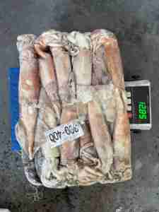 Assurance qualité Vente en gros Calmar <span class=keywords><strong>Illex</strong></span> Argentin congelé Calmar séché rond entier - Product Image 4