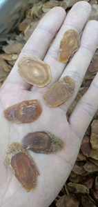 Rebanadas de <span class=keywords><strong>ginseng</strong></span> rojo de Corea secas, nivel Premium, para venta - Product Image 6