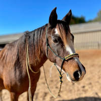 Équipement équestre occidental fait main, harnais de cheval durable, entraînement à l'équitation, licol réglable en corde, bande de nez perlée
