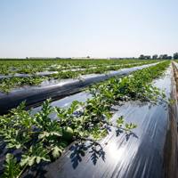 Film de paillage agricole en PE noir argenté, largeur 1m, rouleau de 1000m, résistant aux UV, certifié CE, service de découpe, durée de vie 5 ans