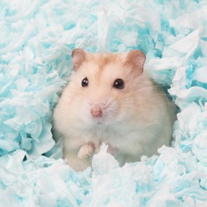 Ropa de cama de algodón de papel caliente para mascotas pequeñas de Bajo polvo, ropa de cama a base de papel Natural para hámster, pellets de hámster, papel de cama para invierno - Product Image 1