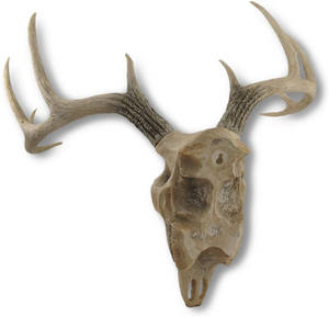 Busto di <span class=keywords><strong>Cervo</strong></span> in Poliresina/Resina da Appendere a Parete, <span class=keywords><strong>Testa</strong></span> di <span class=keywords><strong>Cervo</strong></span> - Product Image 2