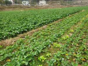 תרכובת אנזימוליזה ממקור צמחי ובעלי חיים, חומצת אמינו ממקור בעלי חיים לחקלאות - Product Image 2