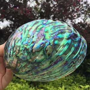 Donghai-venta al por mayor de concha de abulón, fósil Natural sin procesar, concha de mar de abulón para decoración de Accent - Product Image 2