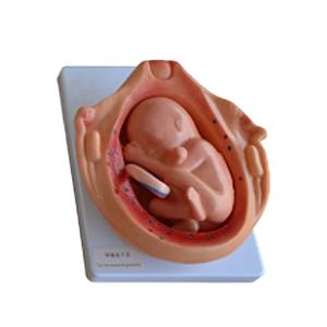 Modèle anatomique médical développement fœtal pendant la grossesse modèle de soulagement modèle d'éducation en sciences médicales - Product Image 1