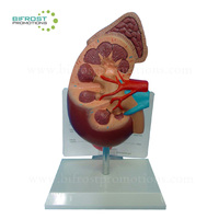 De anatomía riñón humano modelo
