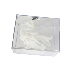 Spécimen squelettique de pigeon J43109, équipement d'expérimentation biologique pour collèges, spécimens biologiques pour collèges, matériel pédagogique - Product Image 3