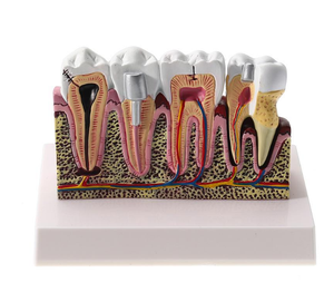 طالب الأسنان الفك نموذج التدريس الأسنان نماذج لطب الأسنان الطالب نموذج لشكل الأسنان - Product Image 6