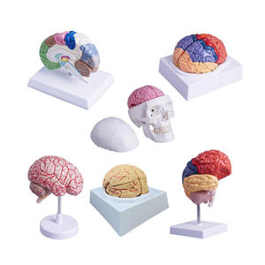 Modelo <span class=keywords><strong>de</strong></span> Cerebro con División Funcional del Hemisferio Derecho, Arterias, Ventriculares, Anatomía del Tronco Cerebral, Neurología, Ciencia Médica - Product Image 1