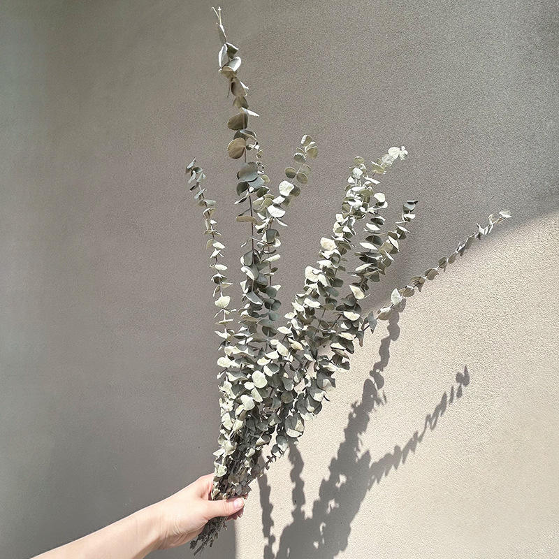Green 10 Dried Eucalyptus Branches (Approximately 40cm i