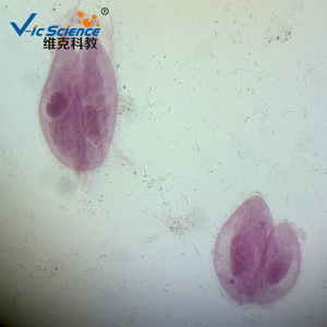 Paramecium conjugation slide, animal, protozoa, plant and animal section specimen, for <b>microscope</b> use. - Product Image 2