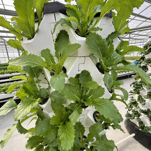 Inicio Equipo de granja Torre Jardín Sistema hidropónico Cultivo de piña Torres de aeroponía Jardín Sistema de agricultura vertical - Product Image 5