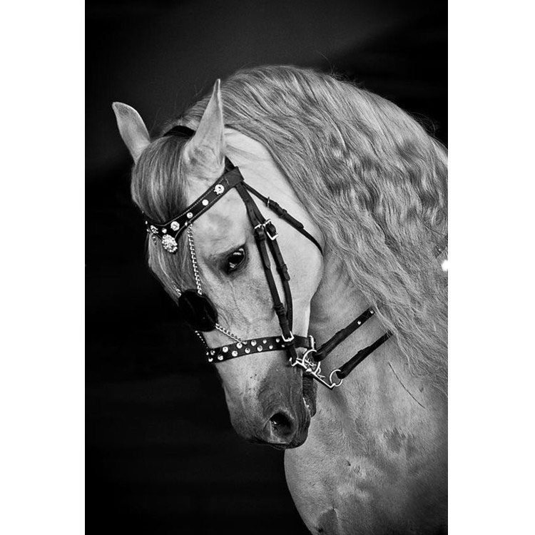 Оптовая продажа Роскошных уздечки лошадей для соревнований