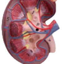 ADA โมเดลกายวิภาคศาสตร์ไตแบบตั้งพื้นคุณภาพสูง พร้อมต่อมอะดรีนาล ขนาดเท่าของจริง 1.5 เท่า สำหรับการเรียนการสอนทางการแพทย์ รุ่น A561 - Product Image 2