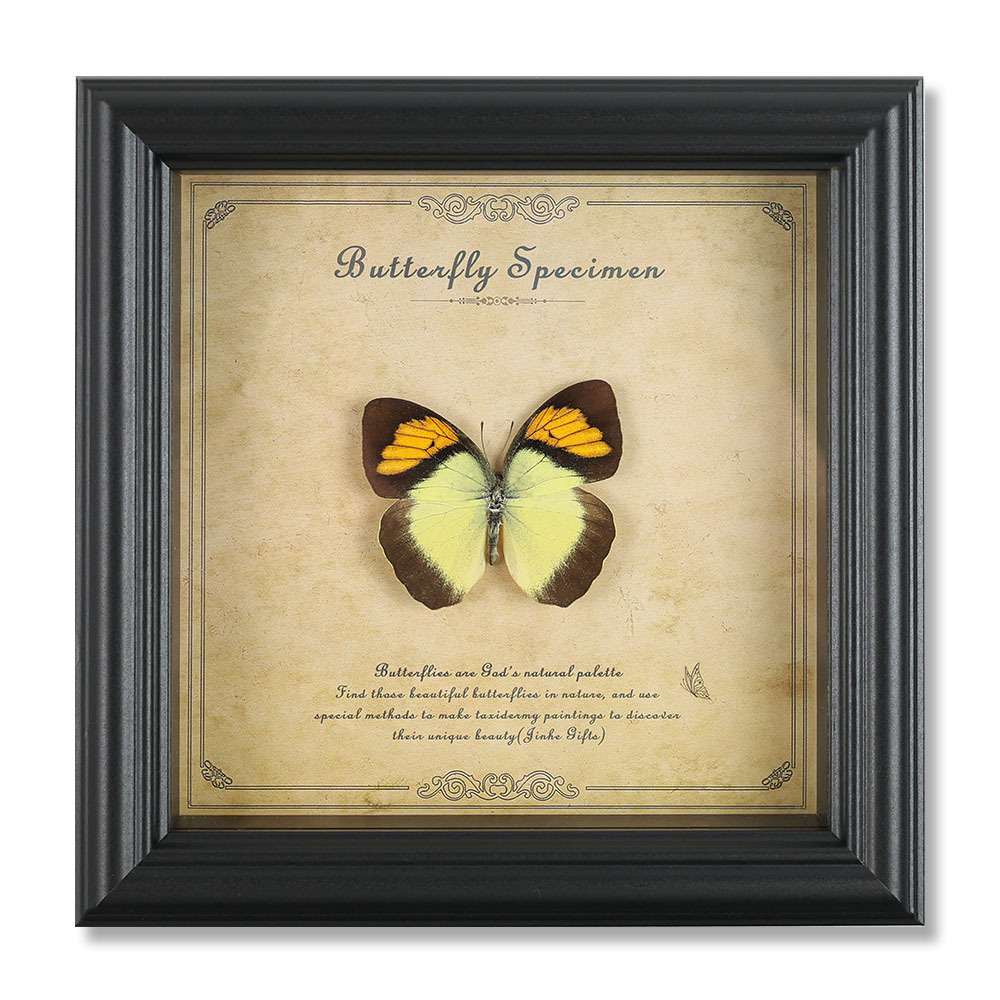 farfalla arancione e rosa