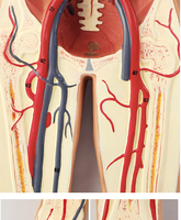 Maniquí de simulación médica de plástico para la circulación sanguínea humana, cirugía cardíaca, arteria, vena, Nervio, anatomía vascular, ciencia médica