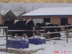 Tampa plástica eficiente para bebedouro de vaca, bico de ovelha e bezerro, tanque de água LLDPE para hidratação de gado