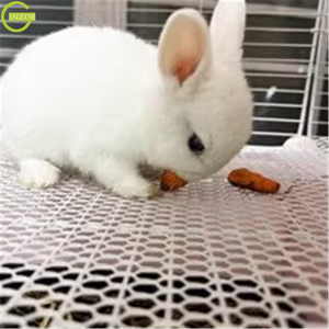 Filet de 50 m à <span class=keywords><strong>bas</strong></span> prix d'usine pour clôture de volaille - Product Image 5