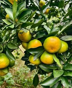 Appena raccolto da frutteti di Hubei, succoso e naturale, all'ingrosso alla rinfusa <span class=keywords><strong>mandarini</strong></span> per l'esportazione globale - Product Image 5