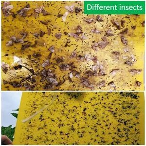 Piège à mouches de ferme en Double Viscose pour les tueurs de mouches avec mites lutte efficace contre les parasites - Product Image 5