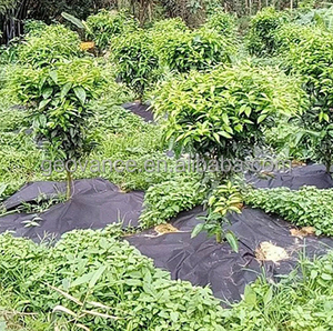 ผ้าคลุมดินกันวัชพืชสีดำ สำหรับงานเกษตรกรรม - Product Image 6