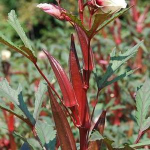 L'origine des légumes : Guide complet pour la plantation de légumes en toutes saisons pour la décoration des jardins et des cours - Product Image 3