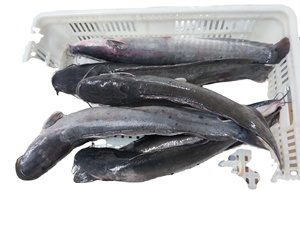 Bagre Congelado para Servicios de Alimentación, Suministro a Granel para Restaurantes y Distribuidores - Product Image 3