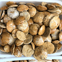 Madagascar Pierre Naturelle Poli Mer D'échinoïdes Étoile Spécimen Étoile De Mer Fossiles Pour La Décoration