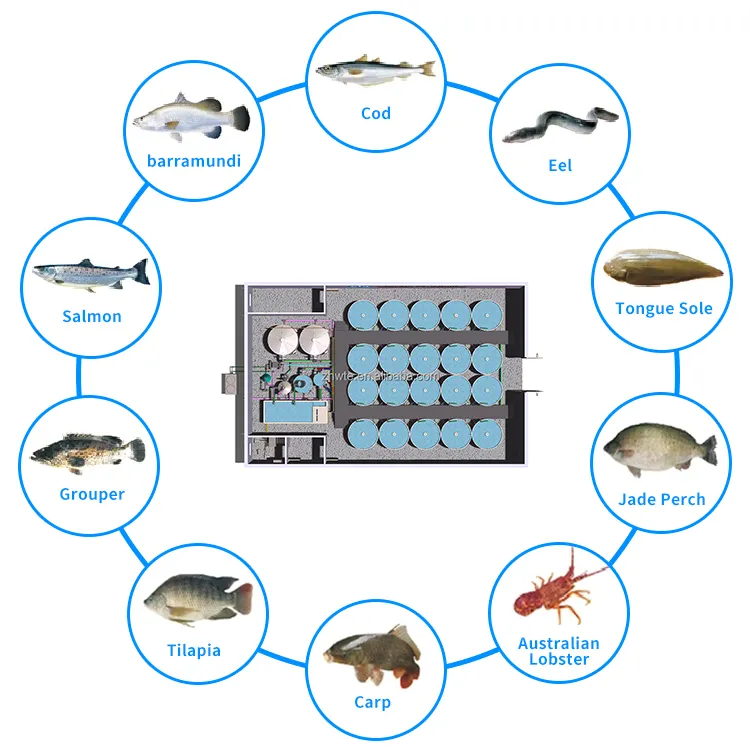 Sistema de recirculación RAS, equipo de Agricultura de peces para interior, en venta