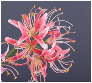 Buena calidad al por mayor Higanbana flor equinoccio flor vidrio decoración del hogar Dí<span class=keywords><strong>a</strong></span> de San Valentín Acción de Gracias MESA DE <span class=keywords><strong>A</strong></span>ño Nuevo chino - Product Image 3