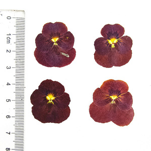 <span class=keywords><strong>Viola</strong></span> ชุดดอกไม้อัดแข็งสามสีตัวอย่างดอกไม้จริงสำหรับงานฝีมือ DIY โคมไฟดอกไม้จริงกรอบรูปขายส่ง - Product Image 5