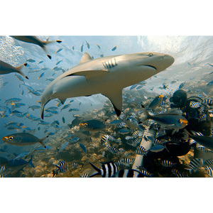 Objectif antibuée de plongée sous-marine de haute qualité, avec sangles de tête réglables, support et étui pour <span class=keywords><strong>gopro</strong></span>, accessoires de caméra - Product Image 5