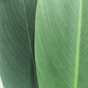 CHUANGFA 210cm Plástico Artificial <span class=keywords><strong>Canna</strong></span> Lily Tree para Navidad Acción de Gracias Pascua Año Nuevo Halloween Día de San Valentín Boda - Product Image 3