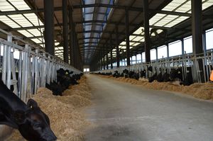 Hiện Đại Thân Thiện Với Môi Đú<span class=keywords><strong>c</strong></span> Sẵn Kết <span class=keywords><strong>C</strong></span>ấu Thép Trang Trại Nhà Chăn Nuôi Nhà Cho Gia Sú<span class=keywords><strong>c</strong></span> <span class=keywords><strong>C</strong></span>ừu Ngựa Và Lợn - Product Image 6