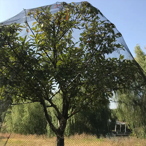 HDPE chống <span class=keywords><strong>Net</strong></span> nhựa Vườn Chim lưới trong màu đen/trắng cho nông nghiệp sử dụng - Product Image 5