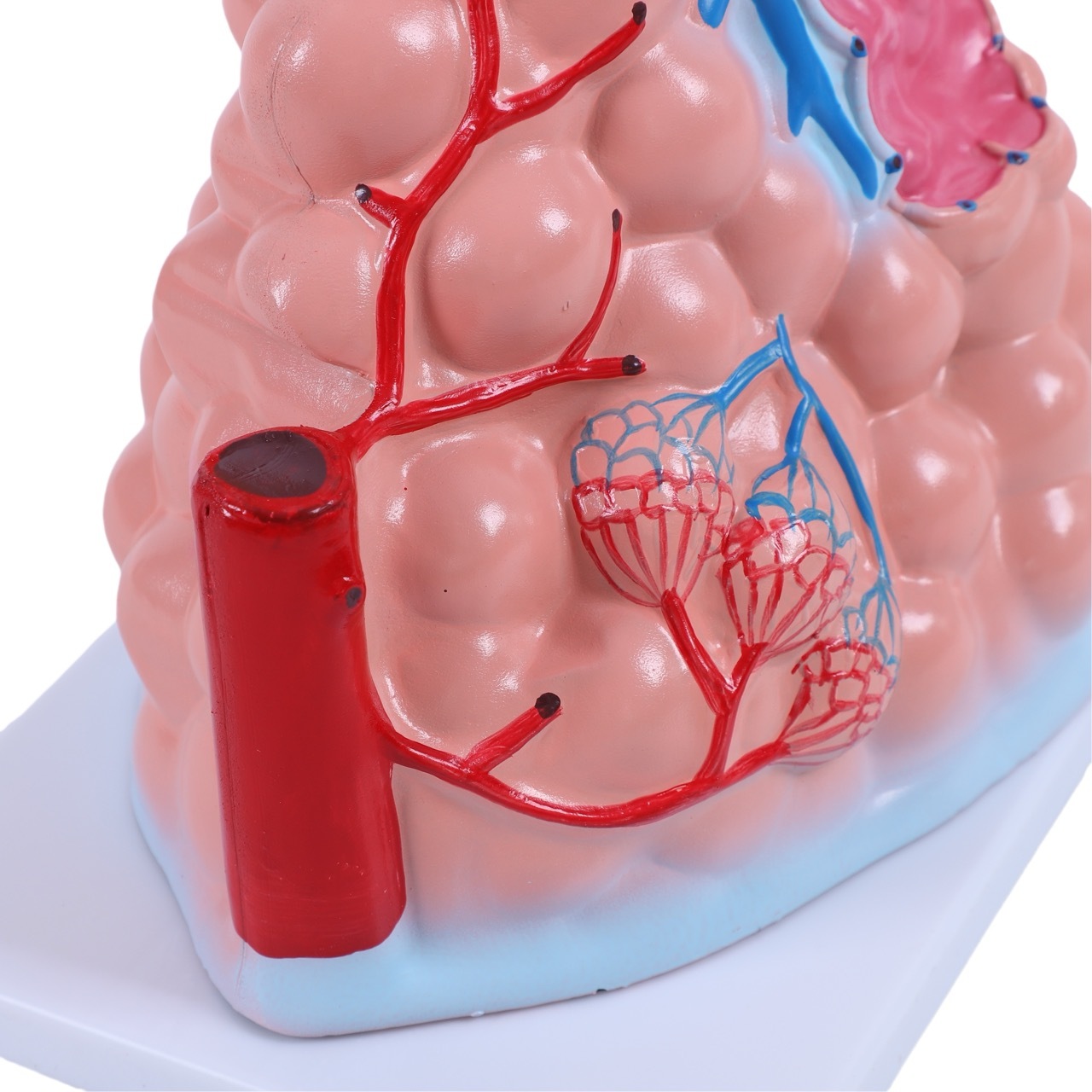 Mobestech 5-Piece Lung Breathing Model Kit - Transparent Anatomy Demo For Science Teaching - View #8