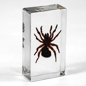 real spider specimen resin paperweight scary insects resin ornaments crafts for zoological park natural history Museum