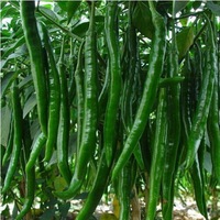 Graines de piment hybrides F1 naturelles non-OGM, graines de poivron vert à haut rendement, graines de légumes de qualité pure pour la vente en gros