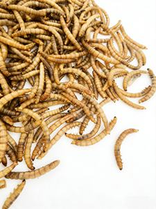 Venta al por mayor de gusanos de harina naturales secos, estándar ISO22000 HACCP, suplementos para la salud de mascotas, alimento para Koi, peces dorados, periquitos, loros y palomas - Product Image 1