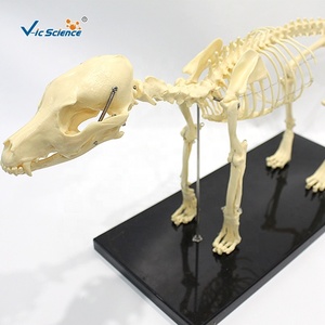 Hayvanlar öğretim köpek iskelet modeli yaşam boyutu iskelet hayvan iskelet modeli öğretim yardım köpek kemik kafatası modeli - Product Image 5