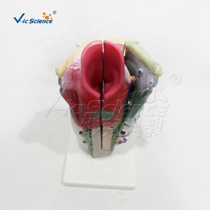 Modello di Amplificazione Laringea, Modello Anatomico del Corpo Umano per Insegnamento Medico e Dimostrazione Clinica - Product Image 5