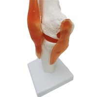 Modèle anatomique de pied articulé grandeur nature Maxcare MAC-YJ65 de haute qualité pour la formation en sciences médicales, fabriqué en PLA